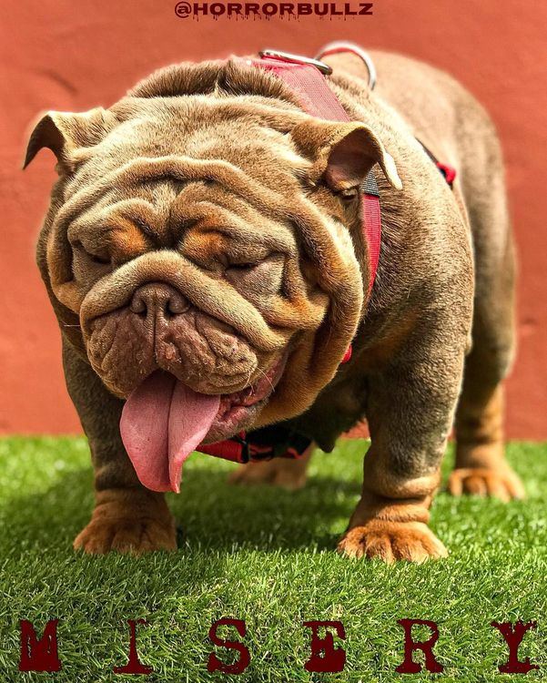 MaxLineBulldogs celebrity female bulldog posing for feature photo