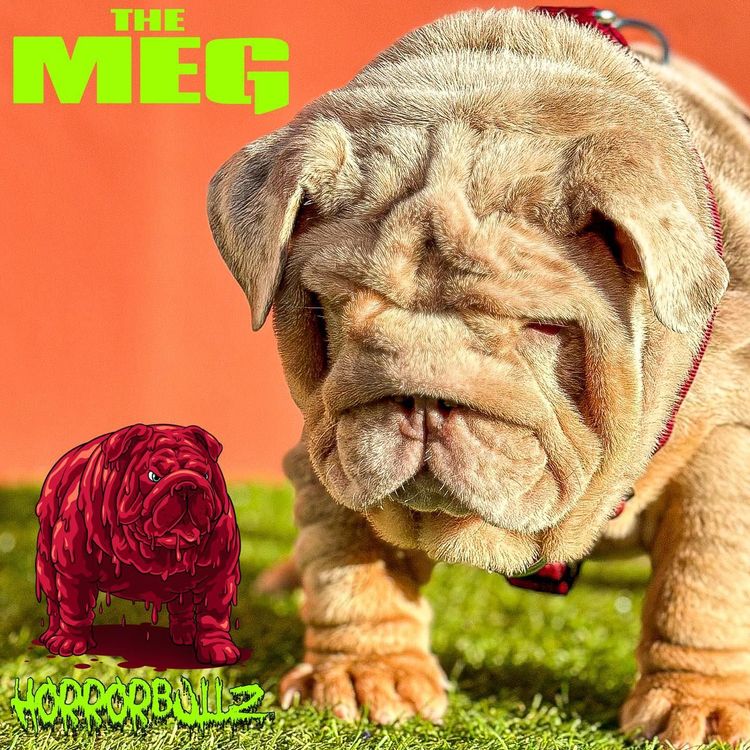 MaxLineBulldogs celebrity female bulldog posing for feature photo