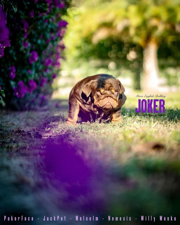 🃏 JOKER 🃏 image 1