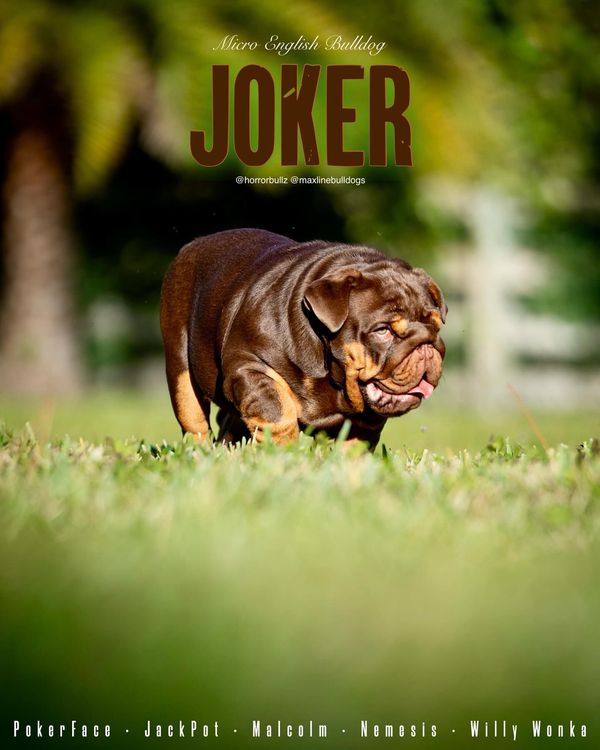  🃏 JOKER 🃏 image 2