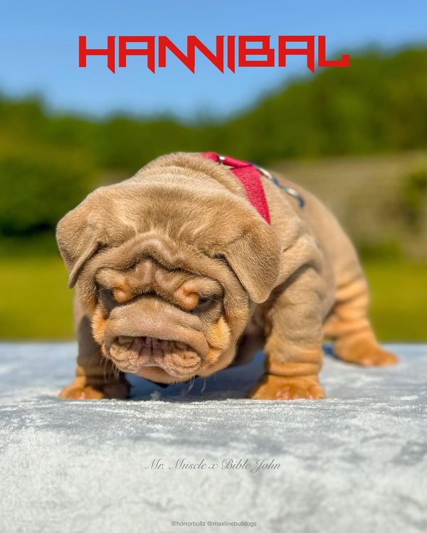 🧠 HANNIBAL 🍽️ image 1
