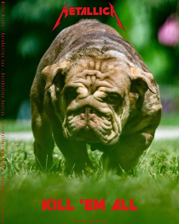 MaxLineBulldogs celebrity female bulldog posing for feature photo