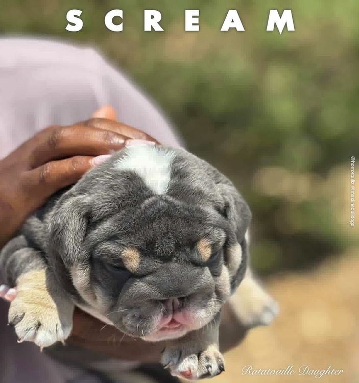 📞 SCREAM 🔪  puppy