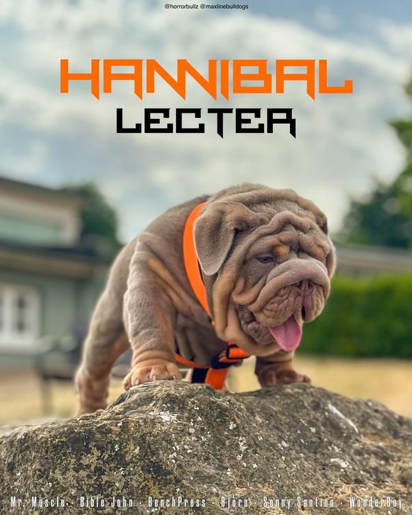 🧠 HANNIBAL 🍽️ stud