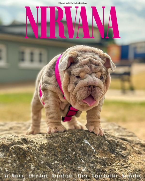 MaxLineBulldogs celebrity female bulldog posing for feature photo