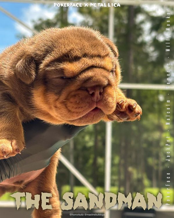 ⏳ THE SANDMAN ⌛️ puppy
