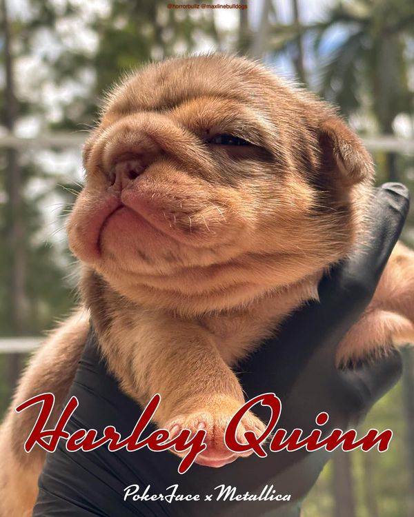 🎭 HARLEY QUINN 🎭 puppy